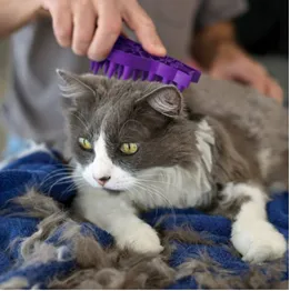 CAT ZOOMGROOM