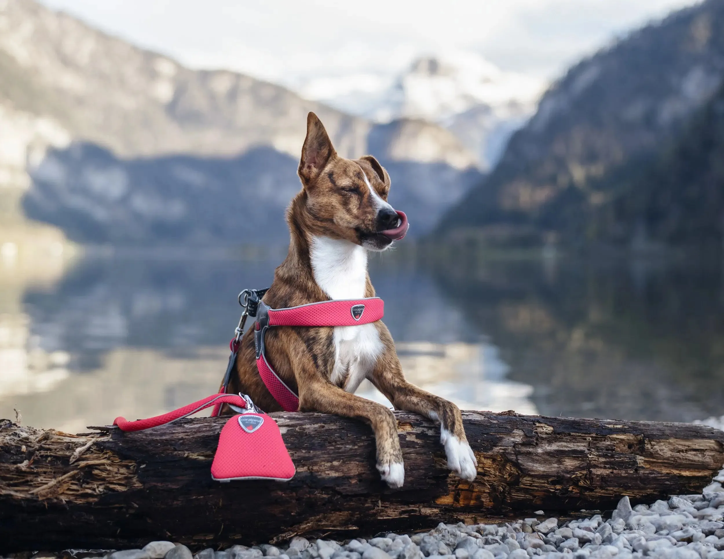 Coralpina dog lead Pet Soul Reflective Mesh Matching Leash