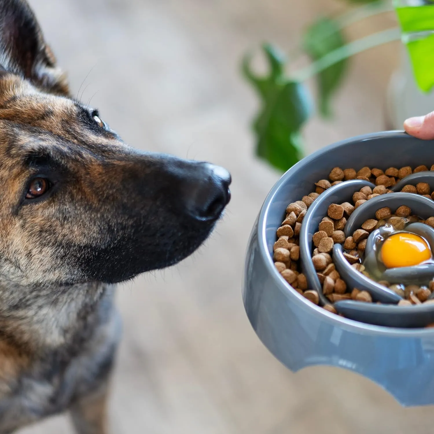 Messy Mutts - Interacountive Slow Feeder