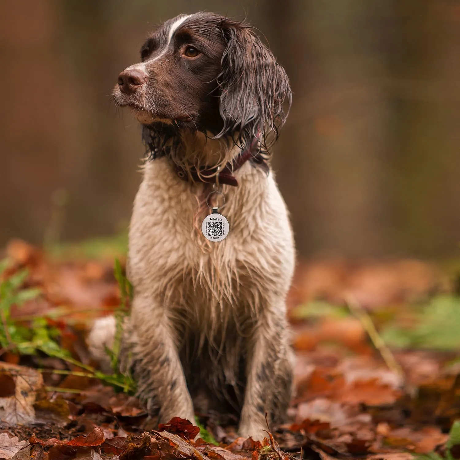Pet ID Tag, Online Profile - Scan QR, Receive Instant Pet Location Alert Email, Lightweight Zinc Alloy Dog Tag (Small)