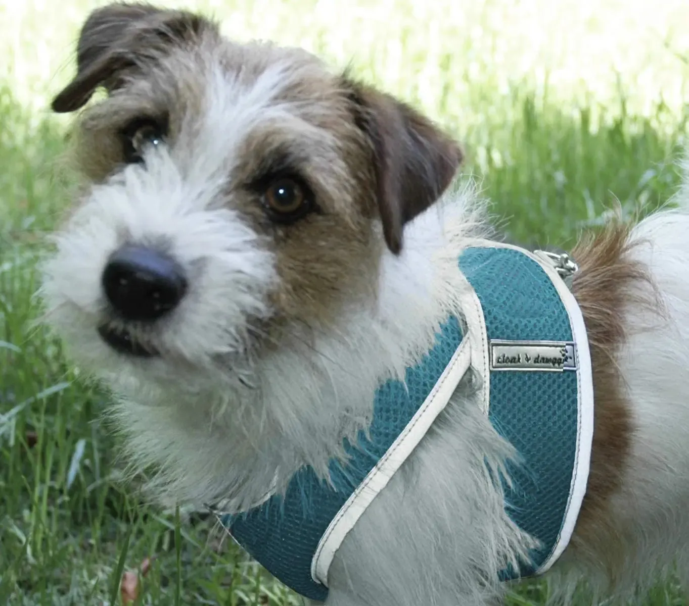 Step N Go Mesh Step In Dog Harness No Buckle - #LBS to 25LBS