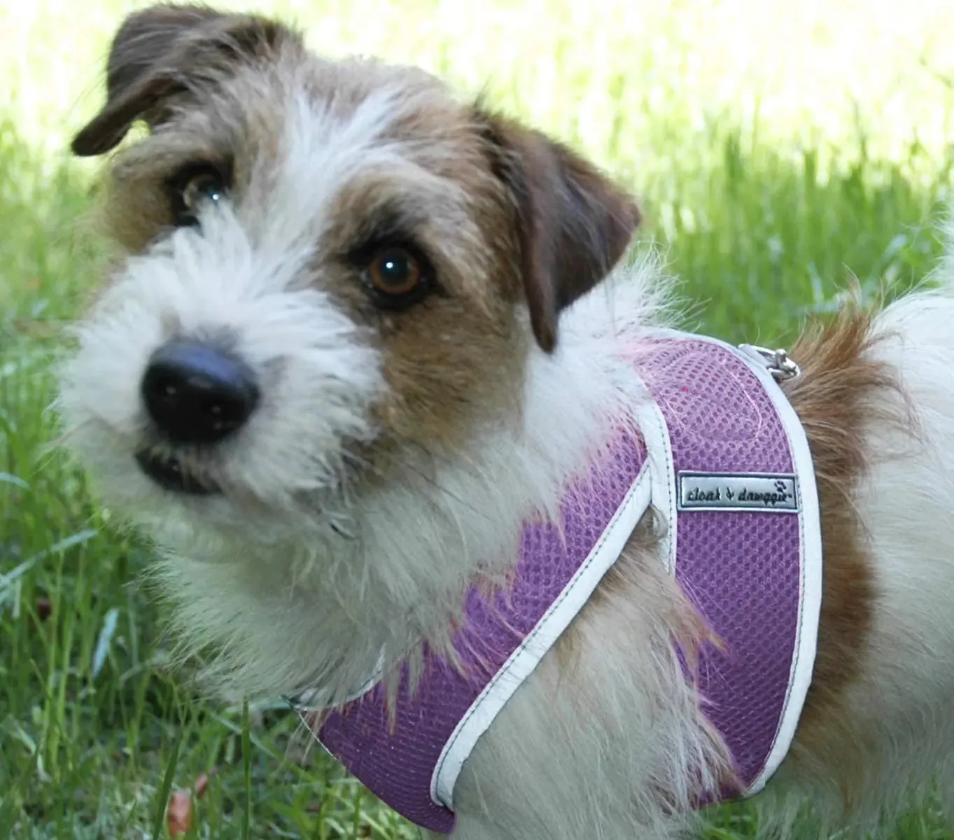 Step N Go Mesh Step In Dog Harness No Buckle - #LBS to 25LBS