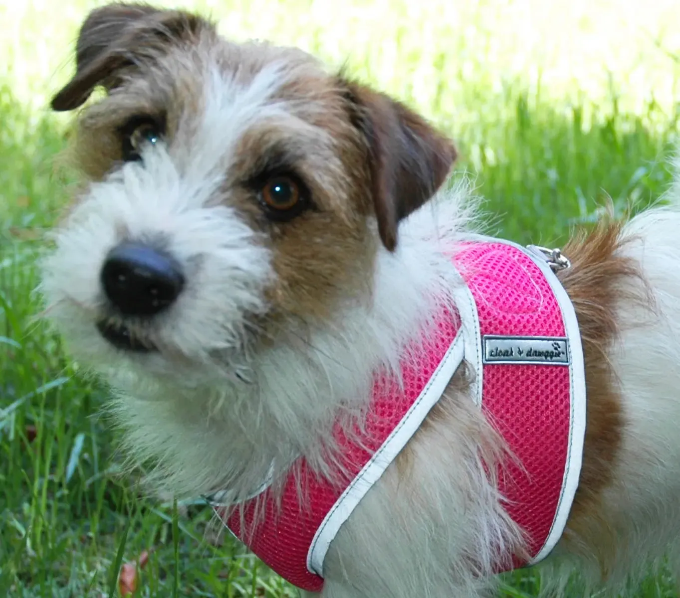 Step N Go Mesh Step In Dog Harness No Buckle - #LBS to 25LBS